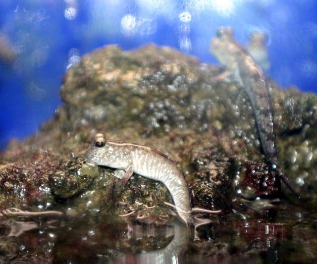 海中を泳がず 陸を歩くお魚を ご紹介 くまぱぱのブログ