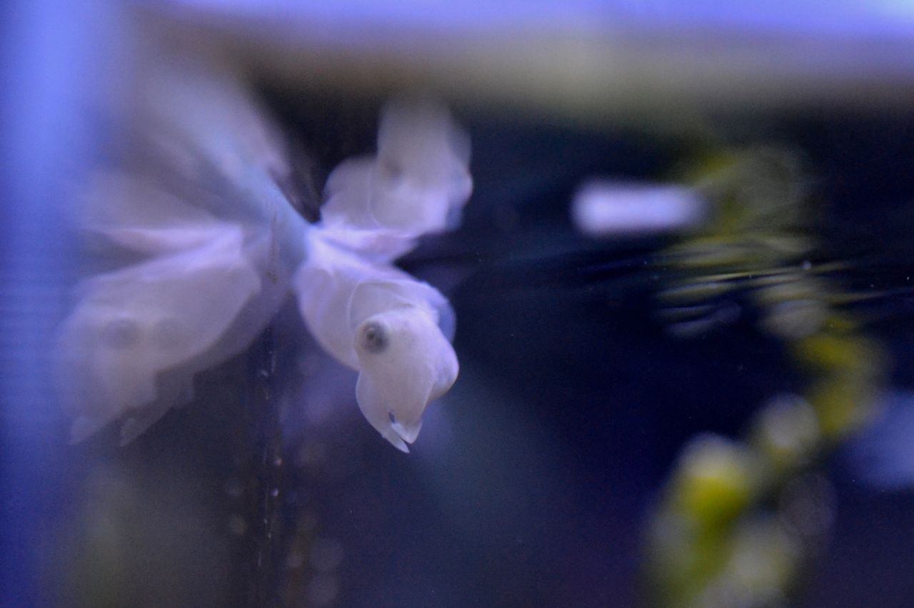 コブシメの赤ちゃん生まれたよ くまぱぱのブログ コブシメの赤ちゃん生まれたよ くまぱぱのブログ