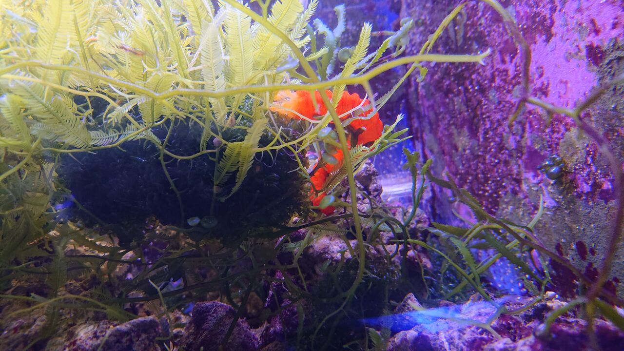綺麗どころのご紹介ですよ お魚 無脊椎のご紹介 海水魚のパイオニア 日海センター 日海フィッシュコム 綺麗どころのご紹介ですよ お魚 無脊椎のご紹介 海水魚のパイオニア 日海センター 日海フィッシュコム