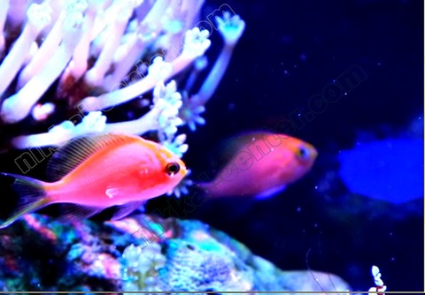 capture-20210916-174624