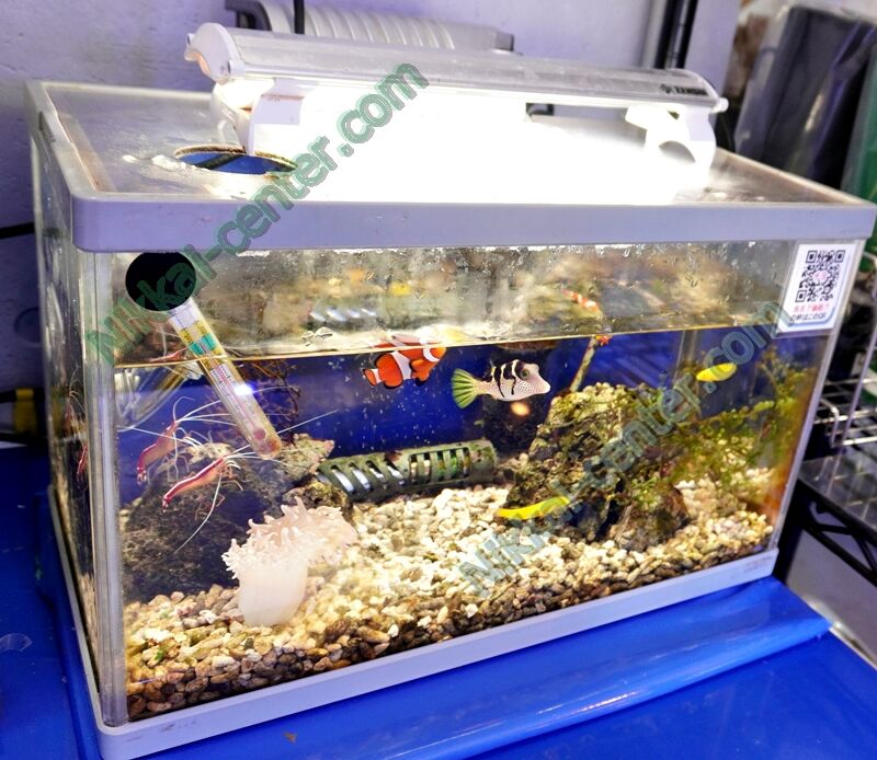早い者勝ちアクリル水槽、水槽セット60×45×45