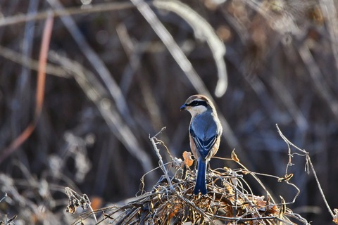 DSC_0135 (3)-01