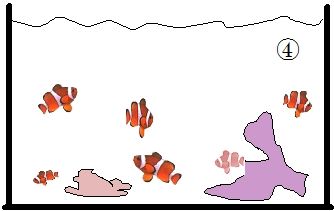 トリコディナー病を いち早く 見つけ出せ 病気について 海水魚のパイオニア 日海センター 日海フィッシュコム トリコディナー病を いち早く 見つけ出せ 病気について 海水魚のパイオニア 日海センター 日海フィッシュコム