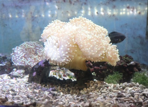 アネモネロック (2)