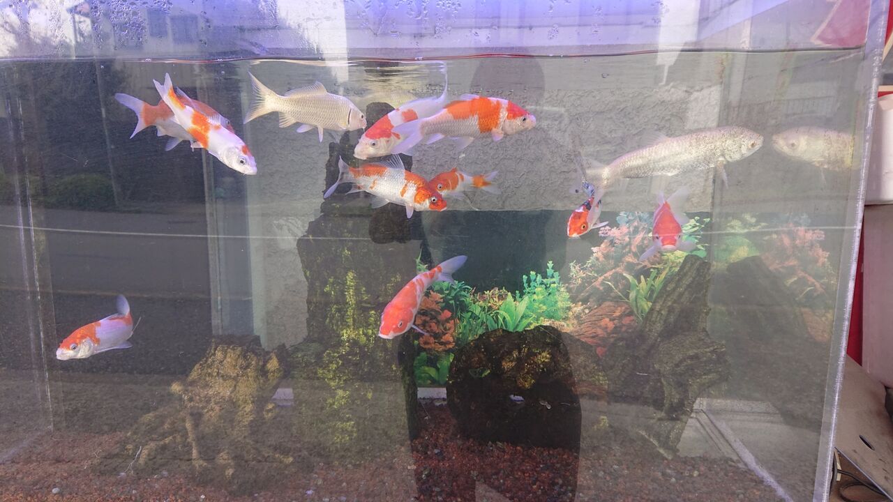 くまぱぱのブログ くまぱぱのブログ