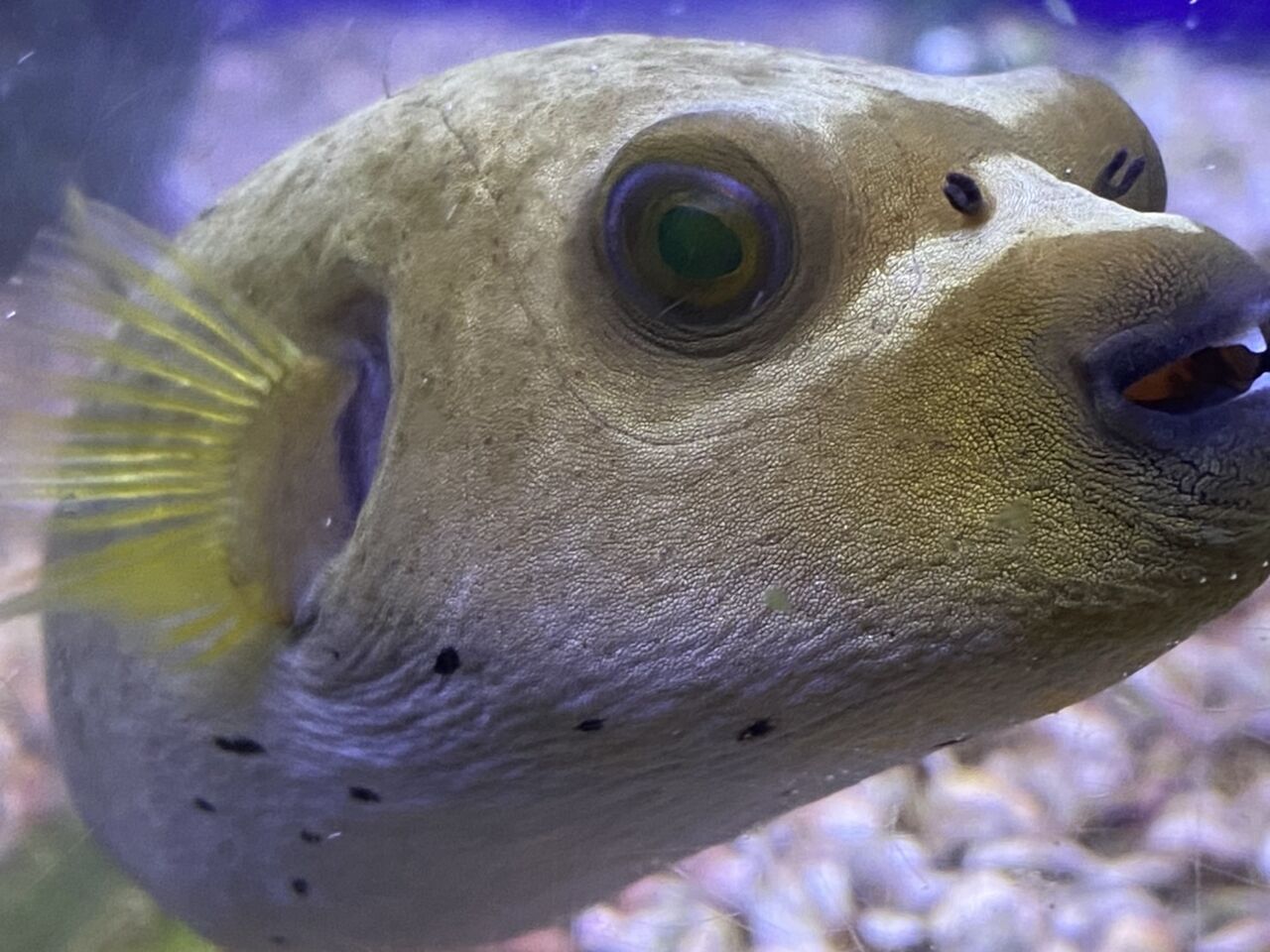 くまぱぱのブログ くまぱぱのブログ