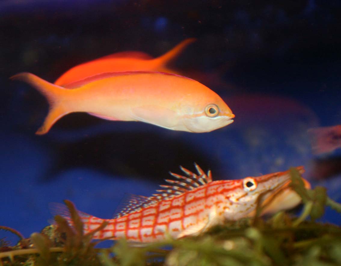今度は 魚の規制中 違う 魚の 寄生虫の話だ くまぱぱのブログ 今度は 魚の規制中 違う 魚の 寄生虫の話だ くまぱぱのブログ