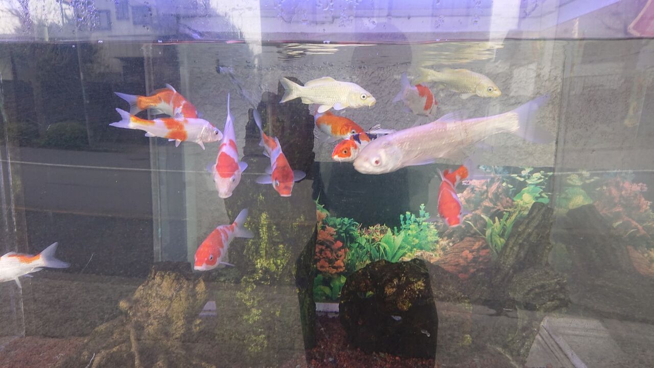 くまぱぱのブログ くまぱぱのブログ