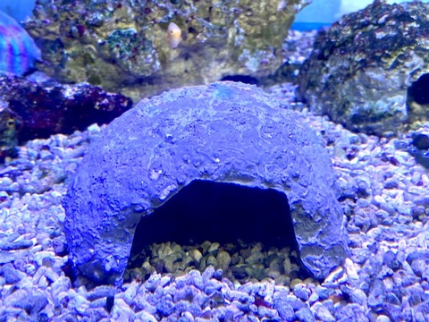 S__43294731