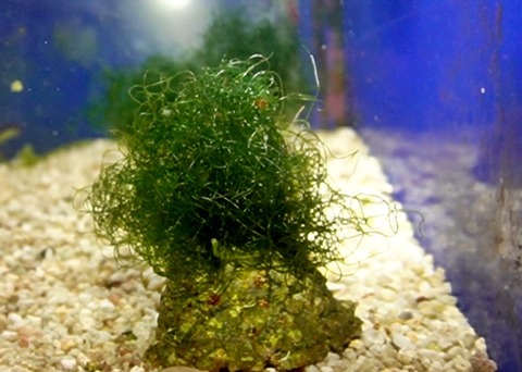 capture-20250502-222122