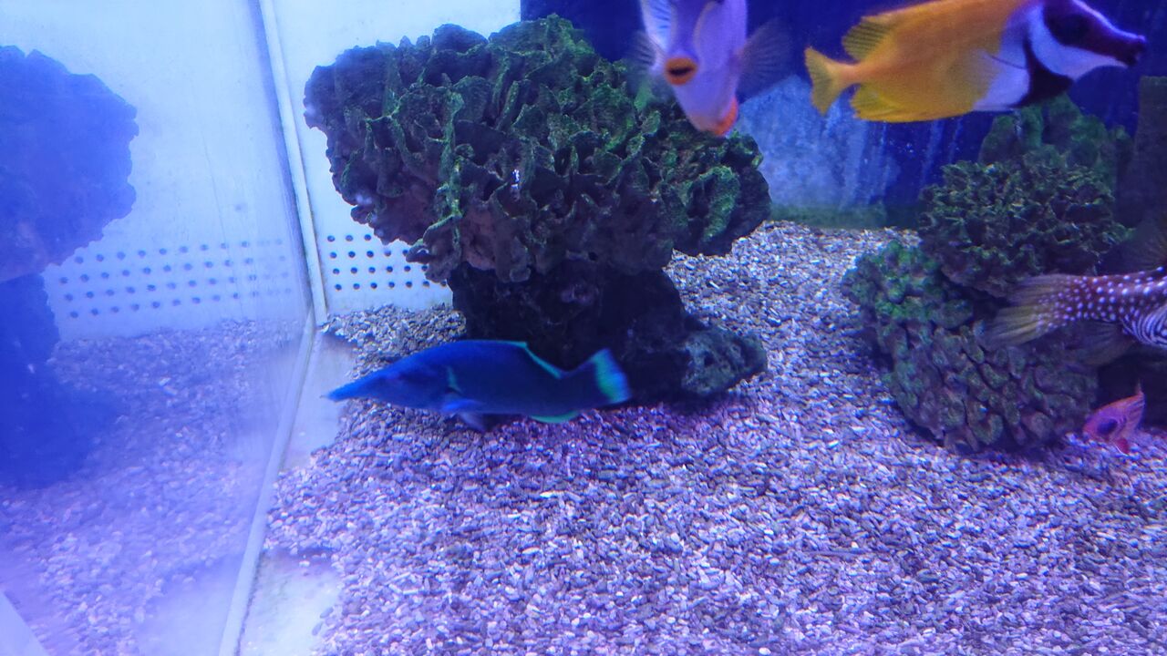 面白いベラの飼育を楽しもうよ くまぱぱのブログ