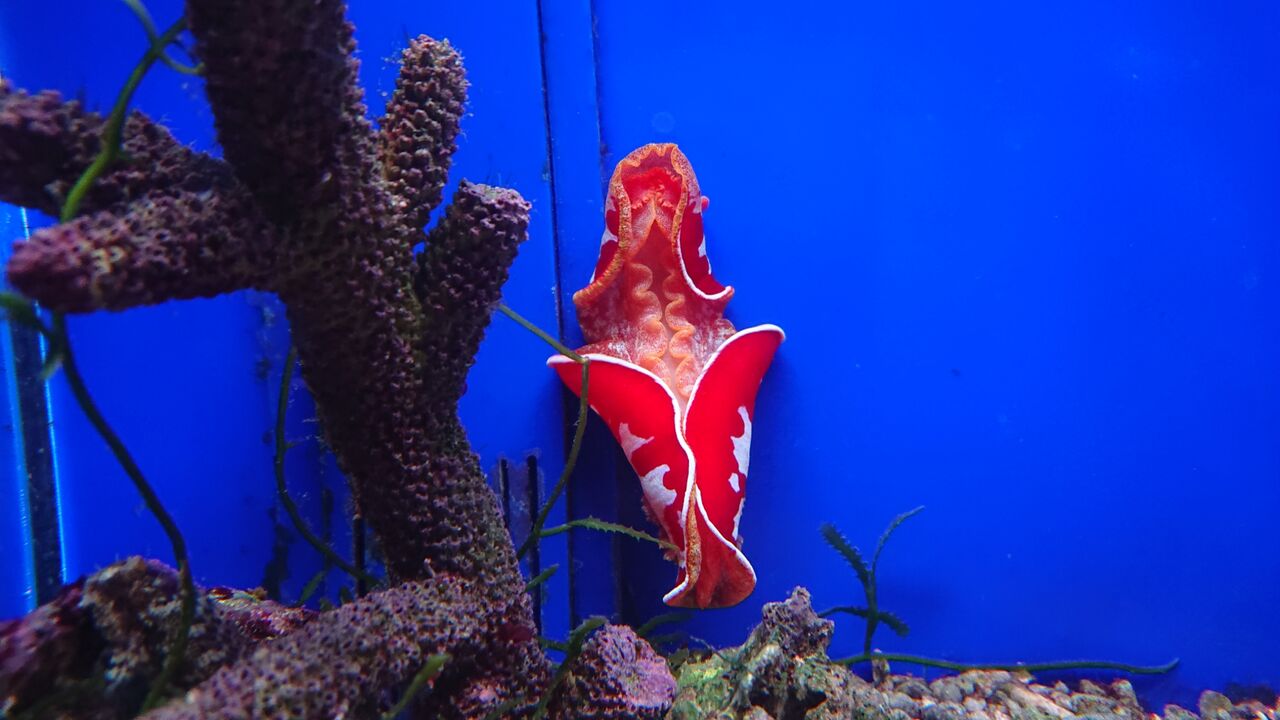 ちょいと面白い生き物達だよ くまぱぱのブログ ちょいと面白い生き物達だよ くまぱぱのブログ