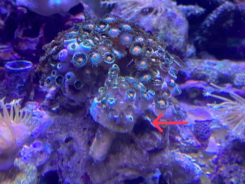 S__22233097