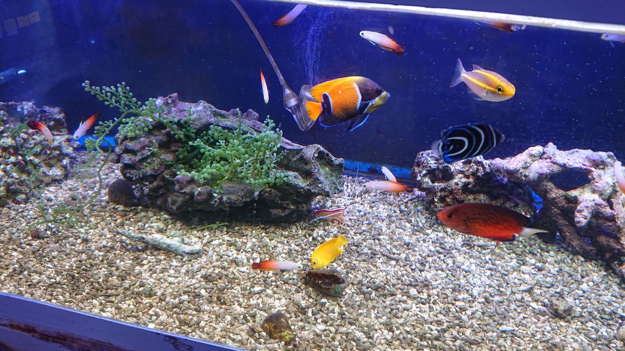 赤と緑のコントラストを楽しもうよ お魚 無脊椎のご紹介 海水魚のパイオニア 日海センター 日海フィッシュコム 赤と緑のコントラストを楽しもうよ お魚 無脊椎のご紹介 海水魚のパイオニア 日海センター 日海フィッシュコム