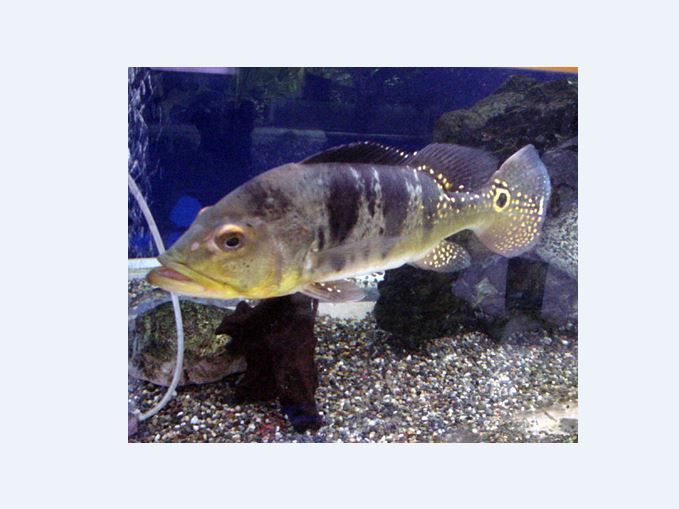 お魚大好き君の大型熱帯魚写真集 くまぱぱのブログ お魚大好き君の大型熱帯魚写真集 くまぱぱのブログ