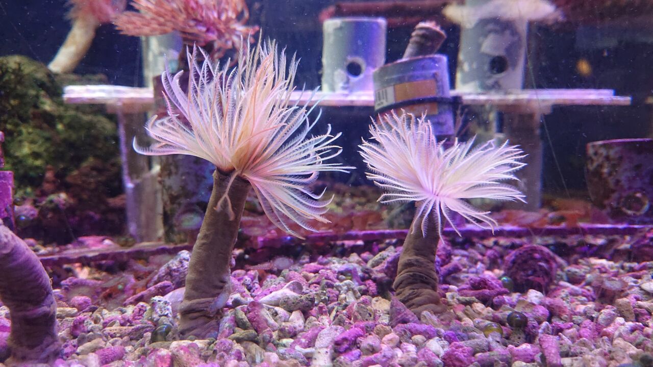 海水魚 スミレヤッコ スターポリプ他 - その他