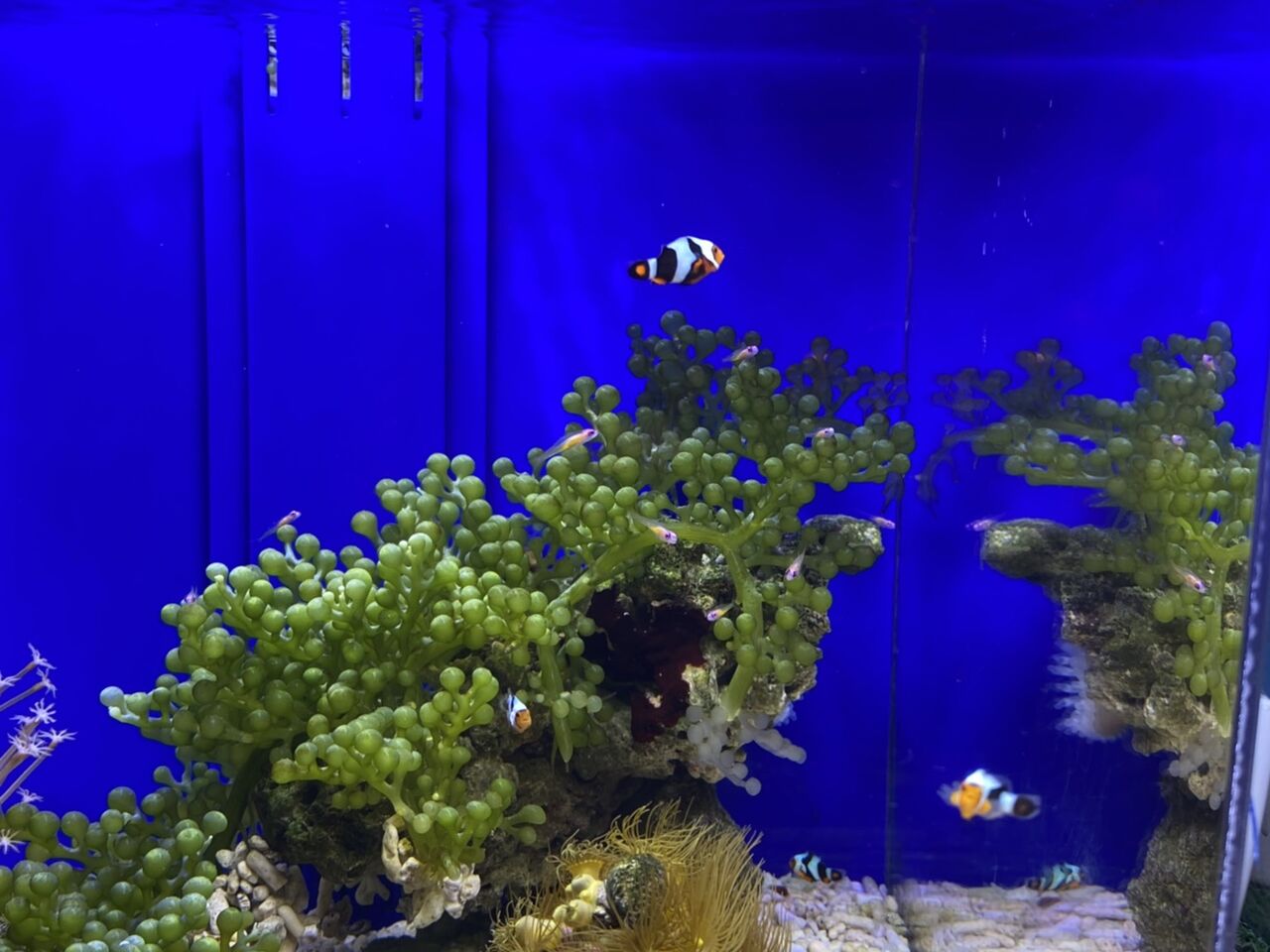 海藻の上に アカメちゃん くまぱぱのブログ