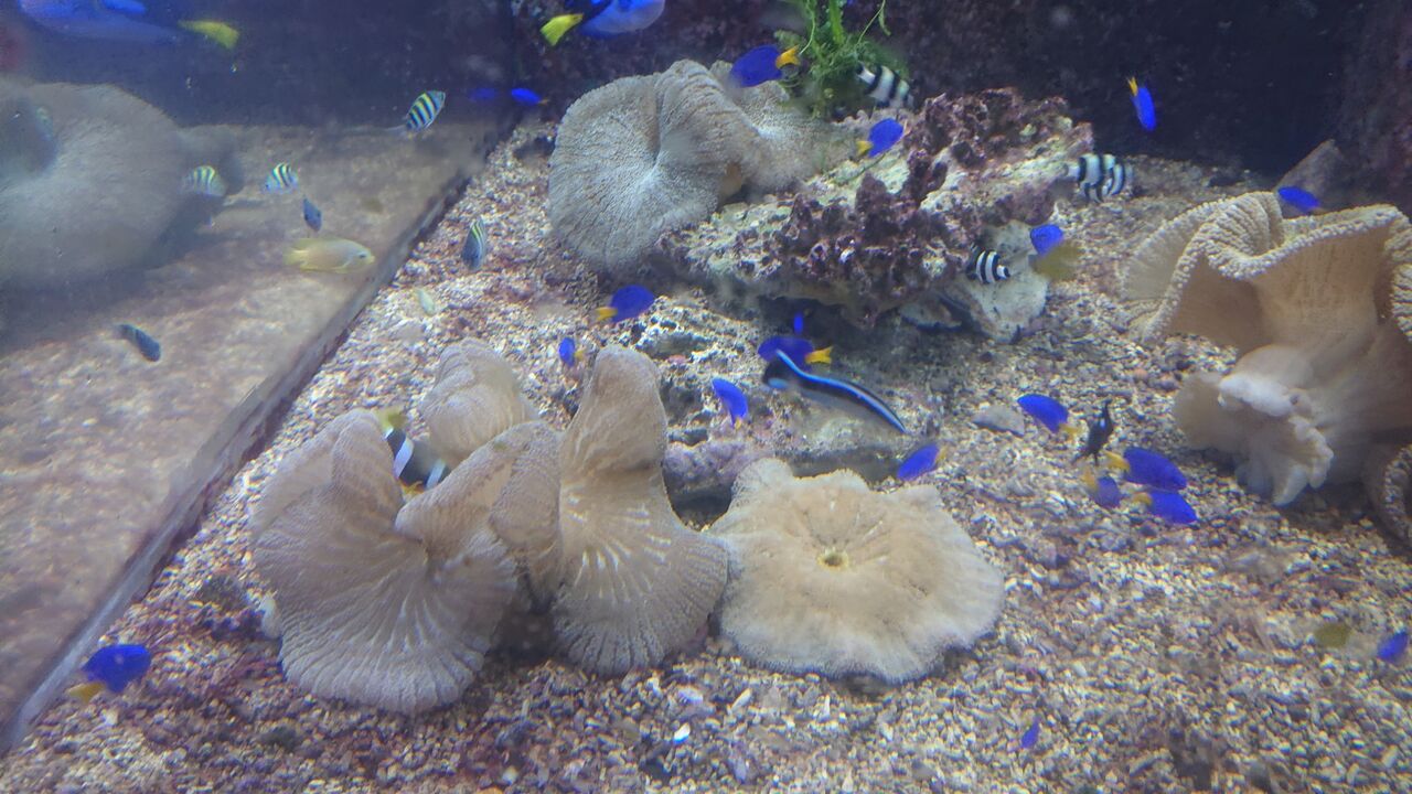カクレクマノミの大好きなイソギンチャクだ イソギンチャクについて 海水魚のパイオニア 日海センター 日海フィッシュコム