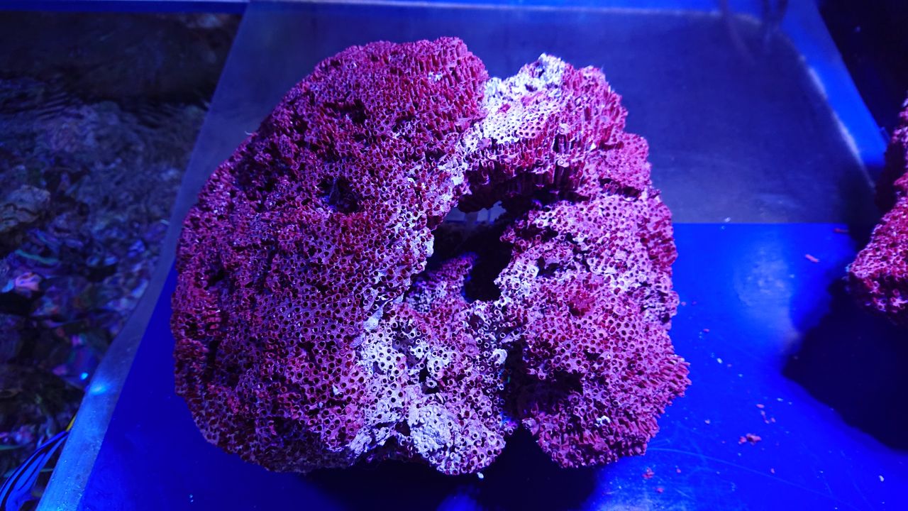 飾りサンゴ　赤いパイプサンゴ　デスロック