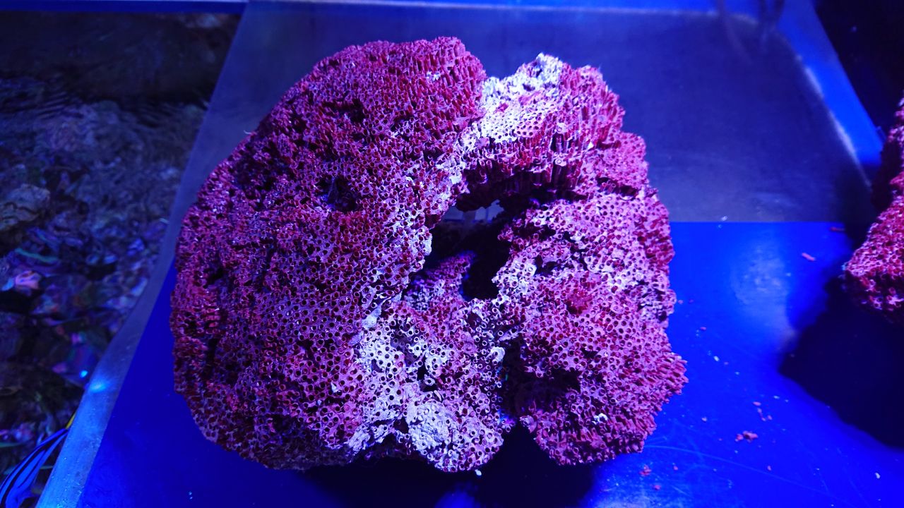 飾り珊瑚海水魚水槽赤パイプサンゴ7個セット 飾り珊瑚海水魚水槽赤パイプサンゴ7個セット