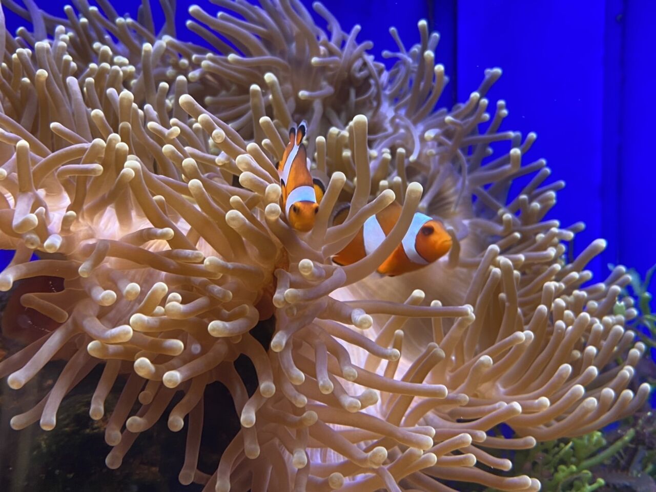 ペアリング リベンジ ペアリング 海水魚のパイオニア 日海センター 日海フィッシュコム ペアリング リベンジ ペアリング 海水魚のパイオニア 日海センター 日海フィッシュコム