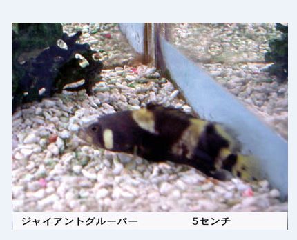 キャプチャ10