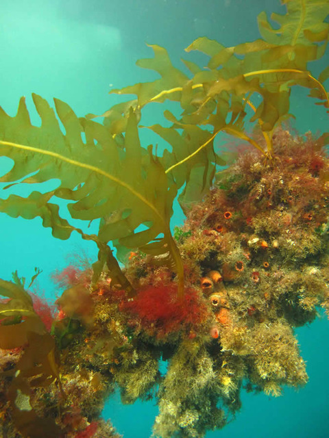 Wakame-NZ-photo_s[1]