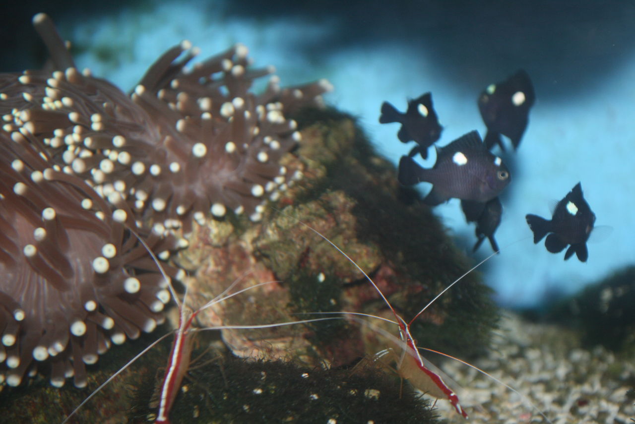 魚って どうやって 寝ているのだろうか くまぱぱのブログ