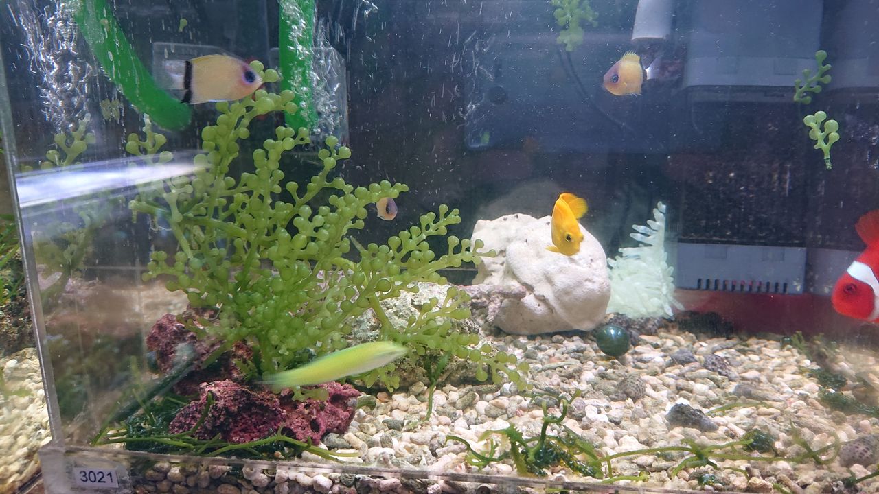 グリーンを楽しもうよパート2 お魚 無脊椎のご紹介 海水魚のパイオニア 日海センター 日海フィッシュコム