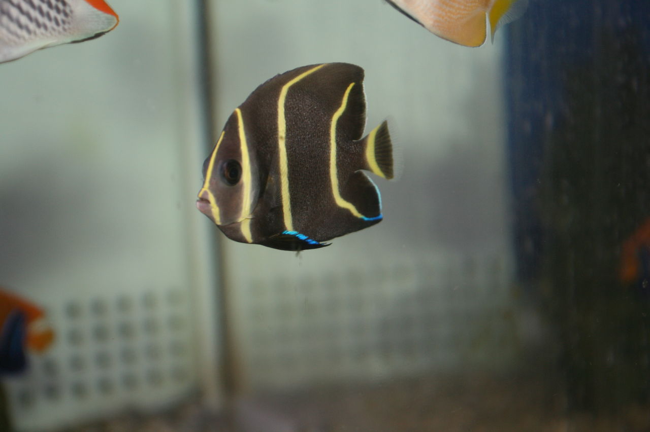 今週入荷の海水魚 サンゴたち くまぱぱのブログ 今週入荷の海水魚 サンゴたち くまぱぱのブログ