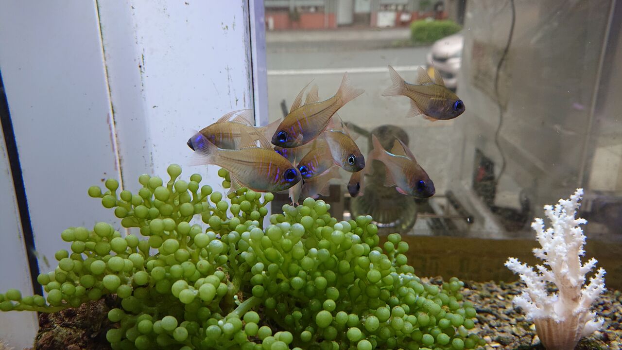 水草  海藻  サンゴ 海外ショップ訪問】Coralbay Acquarioに行ってきました【海水魚