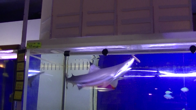サメが餌を食う瞬間映像スローモーションでたっぷり 未分類 海水魚のパイオニア 日海センター 日海フィッシュコム