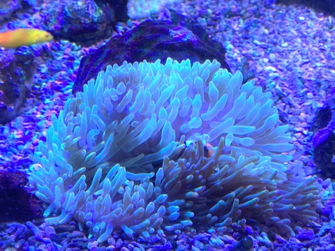 S__43294729