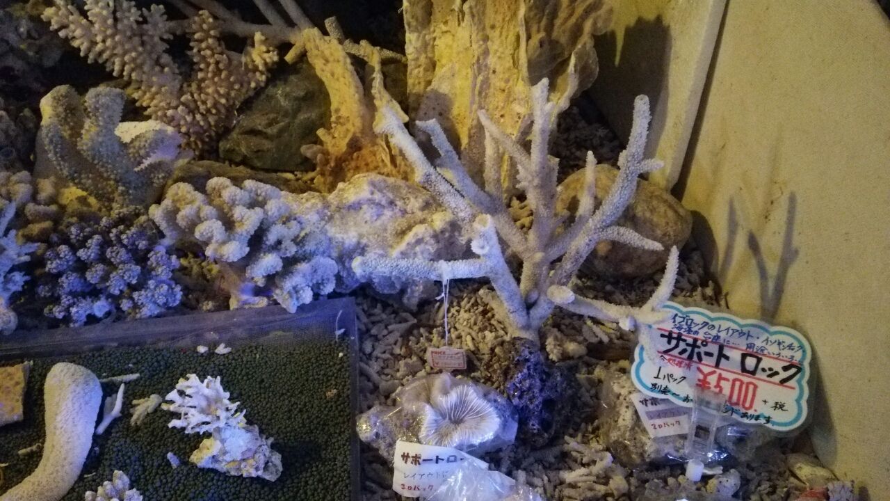 豪華な大型の飾りサンゴだよ。 : くまぱぱのブログ