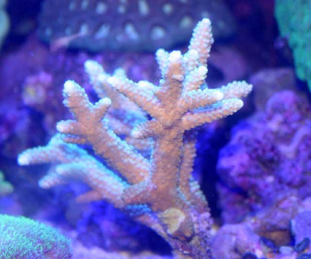 ミドリイシの魅力 それは 観察力。 : くまぱぱのブログ