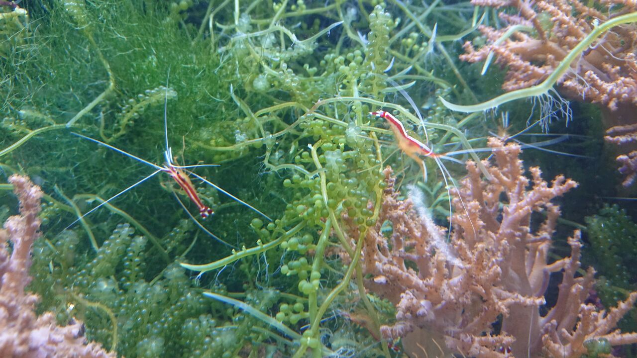 エビとカニのご紹介ですよ お魚 無脊椎のご紹介 海水魚のパイオニア 日海センター 日海フィッシュコム