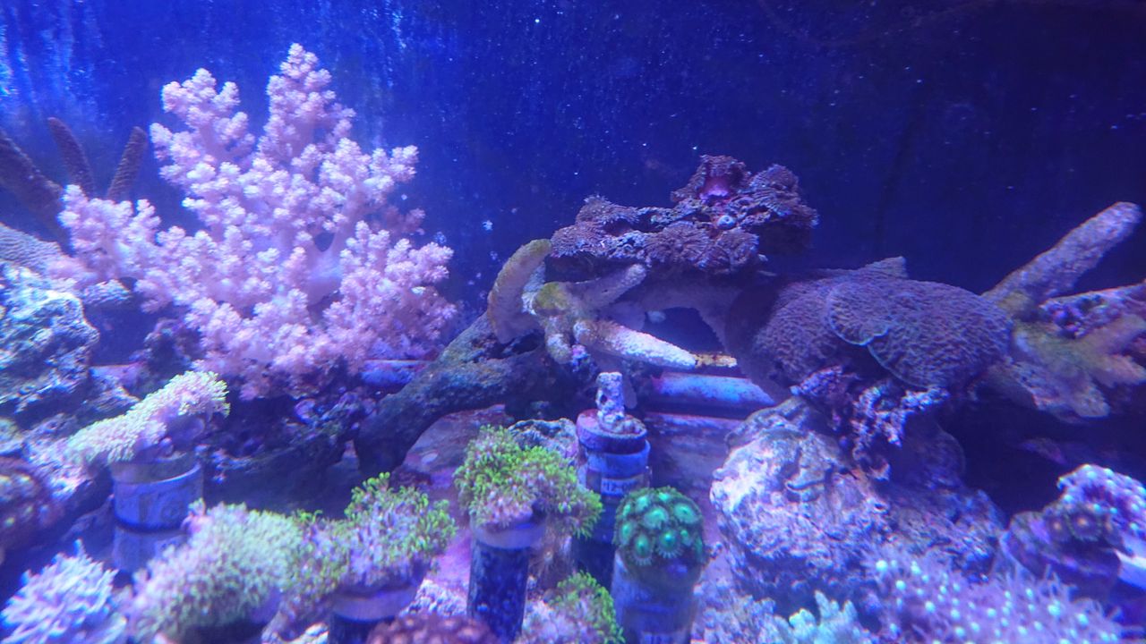 シカツノサンゴが面白いよ 水槽紹介 海水魚のパイオニア 日海センター 日海フィッシュコム