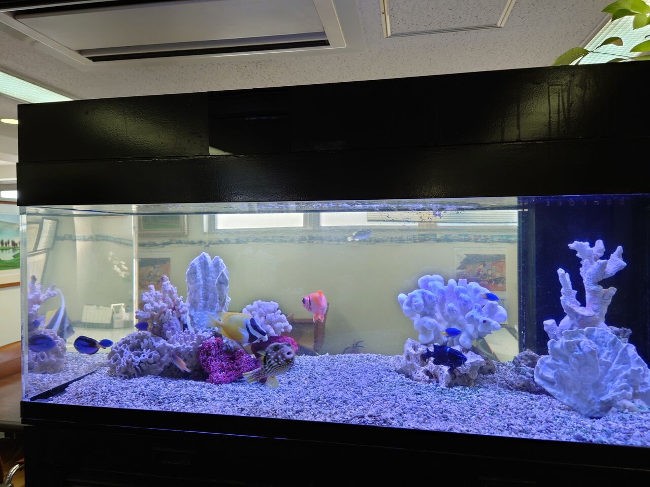 特大 飾り 珊瑚 3段 テーブル サンゴ礁 置物 白 海水魚 水槽 レイアウト 特大 飾り 珊瑚 3段 テーブル サンゴ礁 置物 白 海水魚 水槽