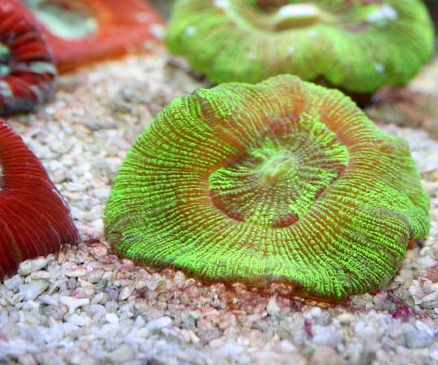 インドネシアサンゴ コレクション。 綺麗な海の宝石たち。 : くま