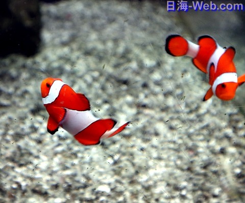 カクレL (2)