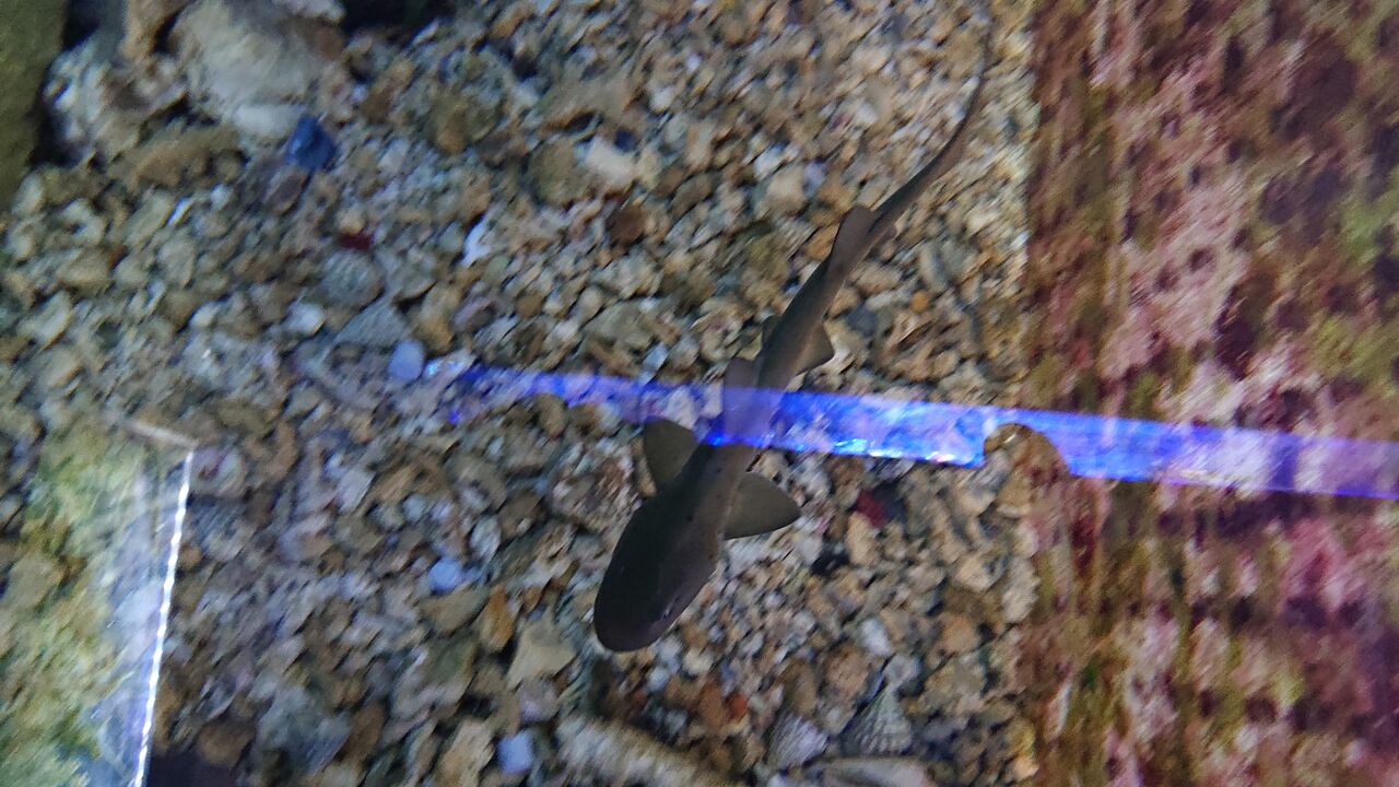 個性的な仲間達だよ パート2 お魚 無脊椎のご紹介 海水魚のパイオニア 日海センター 日海フィッシュコム 個性的な仲間達だよ パート2 お魚 無脊椎のご紹介 海水魚のパイオニア 日海センター 日海フィッシュコム