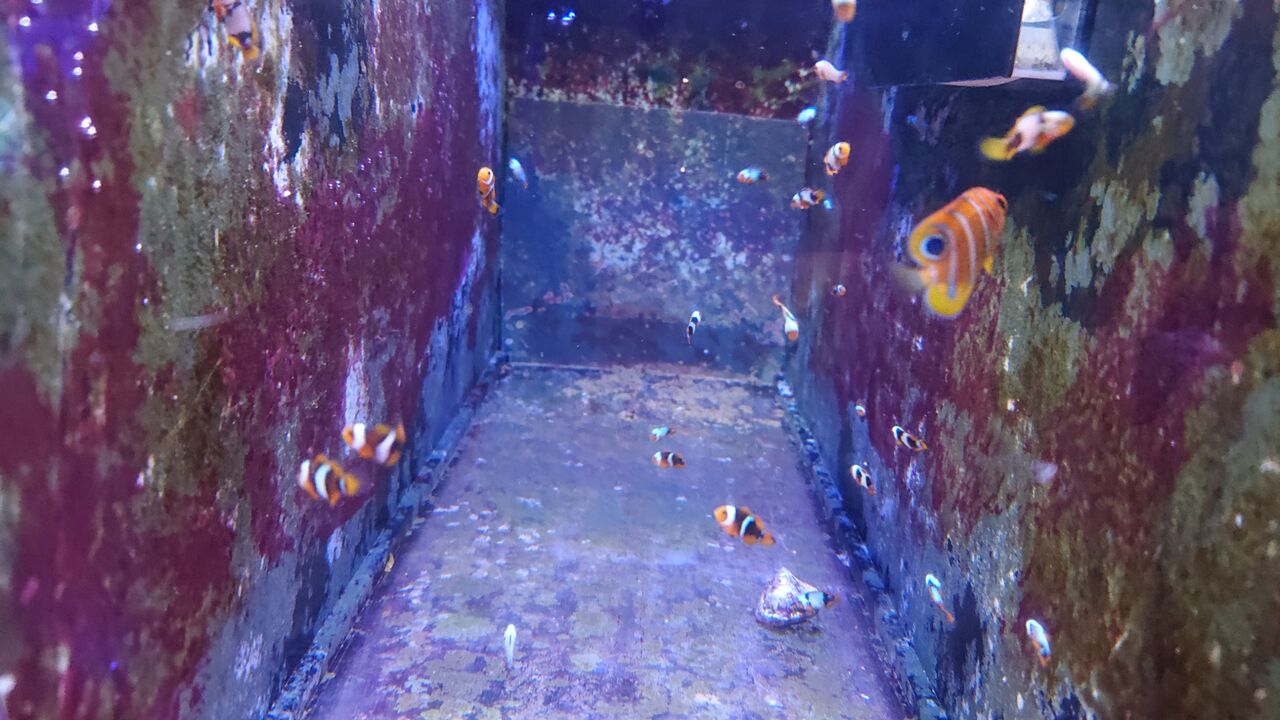 なんと綺麗な魚達でしようか お魚 無脊椎のご紹介 海水魚のパイオニア 日海センター 日海フィッシュコム なんと綺麗な魚達でしようか お魚 無脊椎のご紹介 海水魚のパイオニア 日海センター 日海フィッシュコム