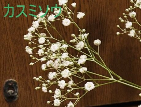 カスミソウ