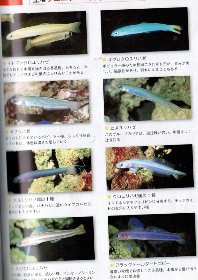 キョウセイハゼを飼いたい くまぱぱのブログ