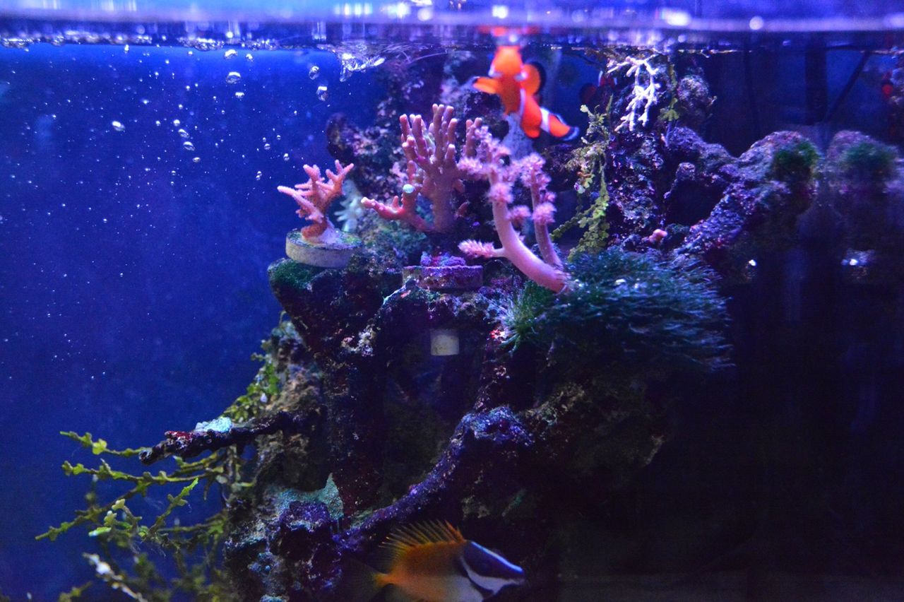 海藻好きな黄色いアイツ 大活躍 海水魚のご紹介 海水魚のパイオニア 日海センター 日海フィッシュコム 海藻好きな黄色いアイツ 大活躍 海水魚のご紹介 海水魚のパイオニア 日海センター 日海フィッシュコム