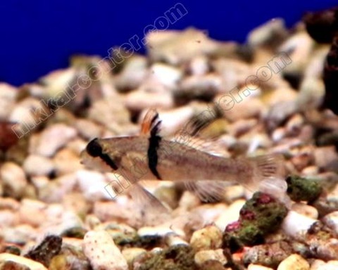 06171045_60caa92c2b169