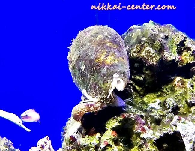 マガキガイってすごいね くまぱぱのブログ マガキガイってすごいね くまぱぱのブログ