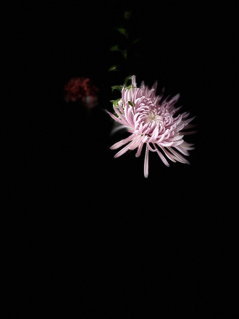 S__146366471