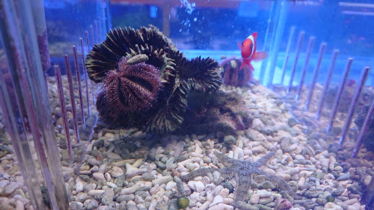 とっても面白い生き物達だよ お魚 無脊椎のご紹介 海水魚のパイオニア 日海センター 日海フィッシュコム