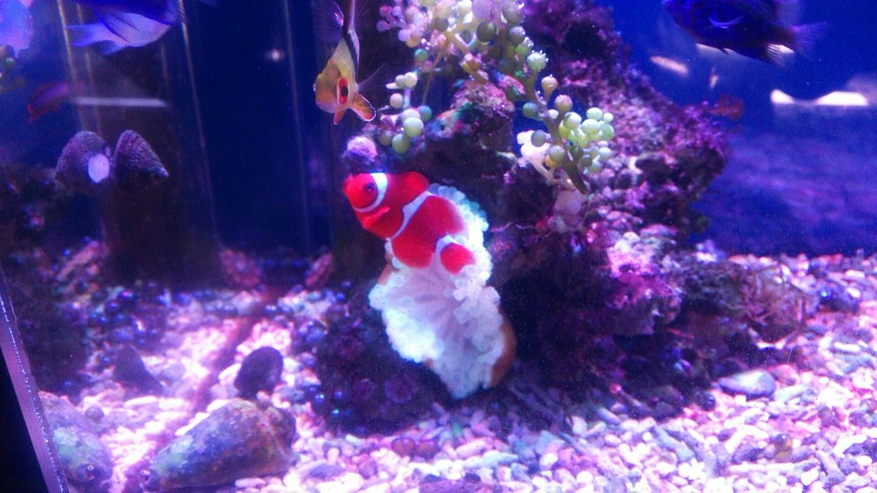 彩りの秋ですよ 綺麗なお魚のご紹介 くまぱぱのブログ